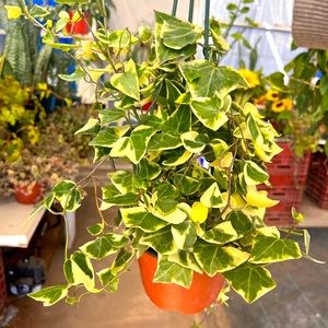 Wax ivy plant 6 inch pot | hanging vine plant